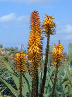 Botanicactus Majorca Balearic Islands (Spain)