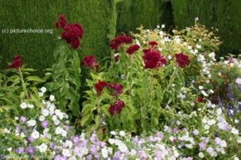 Flowers of Alhambra