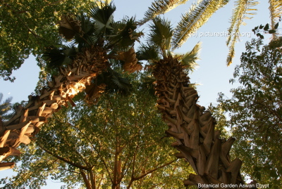 Botanical Garden Assuan Ägypten