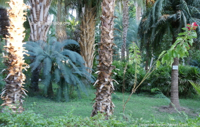 Botanical Garden Assuan Ägypten