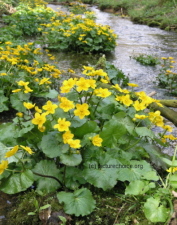 Sumpfdotterblume (Caltha palustris)