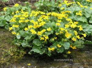 Sumpfdotterblume (Caltha palustris)