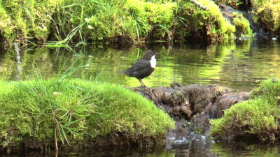 white-throated dipper