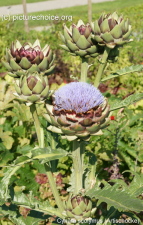 Artischocke cynara scolymus green globe