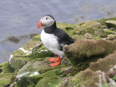 Papageientaucher Westfjords Vestfirðir Iceland