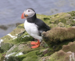Papageientaucher