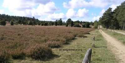 Lüneburger Heide Germany