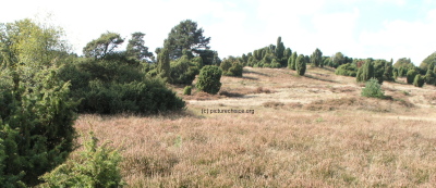 Lüneburger Heide Niedersachsen Deutschland