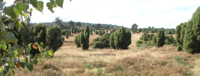 Lüneburger Heide Niedersachsen Deutschland