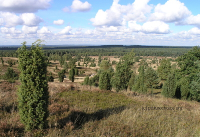 Wilseder Berg Lüneburger Heide Niedersachsen Deutschland