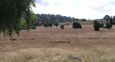 Lüneburger Heide Niedersachsen Deutschland