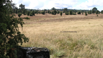 Lüneburger Heide Niedersachsen Deutschland