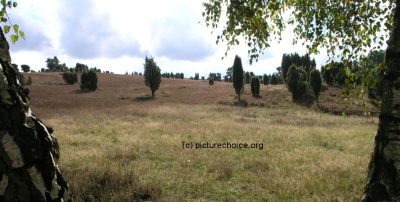 Lüneburger Heide Niedersachsen Deutschland