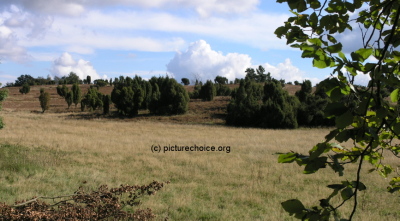 Lüneburger Heide Niedersachsen Deutschland