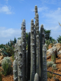 Botanicactus Majorca Balearic Islands (Spain)