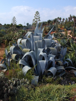 Botanicactus Majorca Balearic Islands (Spain)