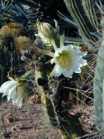 Botanicactus