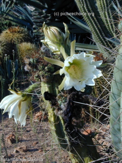 Botanicactus Majorca Balearic Islands (Spain)