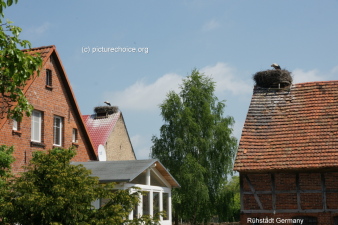 White stork Rühstädt