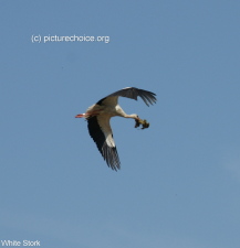 White stork Rühstädt