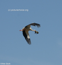 White stork Rühstädt