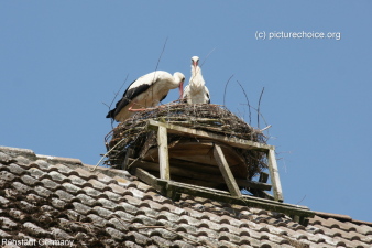 White stork Rühstädt