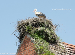 White stork Rühstädt