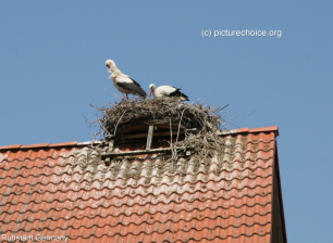 White stork Rühstädt