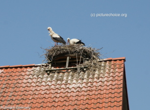 Weißstorch Rühstädt