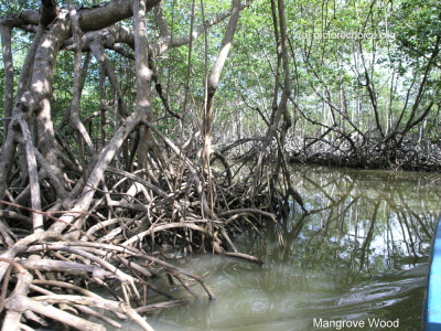 Mangrove Wood