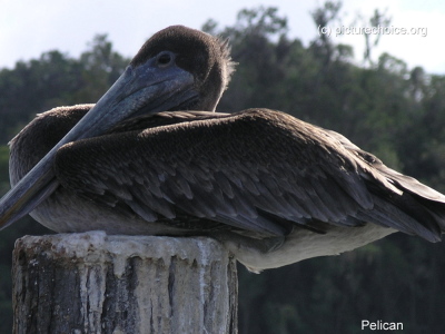 Pelican Dominican Republic (RD)