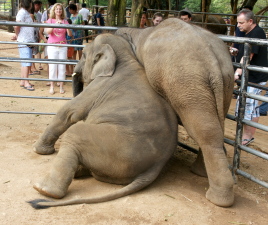 Pinnawala Elephant Orphanage