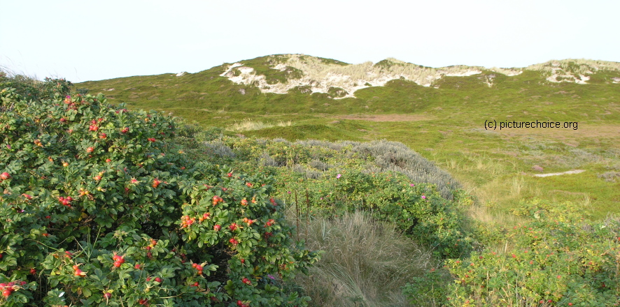 Sylt Schleswig-Holstein Germany