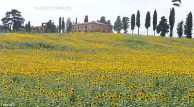 Tuscany Sun Flowers