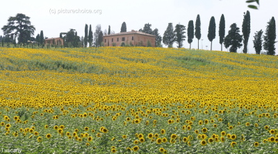 Toscana Sonnenblumen