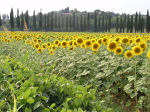 Sun Flowers