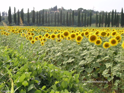 Toscana Sonnenblumen